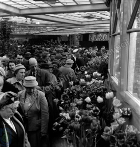 Spring Flower Show, Harrogate, 1958